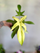 Cargar imagen en el visor de la galería, Philodendron Florida Ghost – Coleccionable (Tiesto 6”)