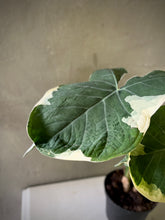 Cargar imagen en el visor de la galería, Alocasia Mickey Mouse