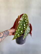 Cargar imagen en el visor de la galería, Begonia Maculata – Polka Dot Begonia (Tiesto 8”)

