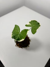 Cargar imagen en el visor de la galería, Kokedama en Base de Cerámica — Mini Escultura Botánica
