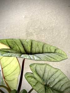 Alocasia baginda ‘Silver Dragon’