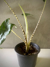 Cargar imagen en el visor de la galería, Alocasia zebrina
