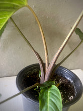 Cargar imagen en el visor de la galería, Caladium lindenii
