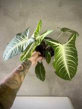 Cargar imagen en el visor de la galería, Caladium lindenii
