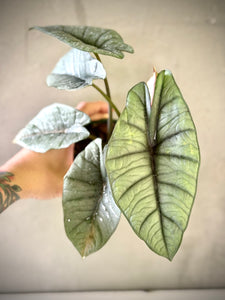Alocasia baginda ‘Silver Dragon’