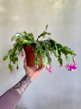 Cargar imagen en el visor de la galería, Zygocactus – Cactus Navideño (Tiesto 8”)
