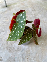 Cargar imagen en el visor de la galería, Begonia Maculata – Polka Dot Begonia (Tiesto 8”)
