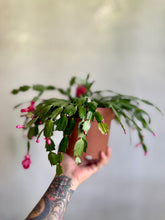 Cargar imagen en el visor de la galería, Zygocactus – Cactus Navideño (Tiesto 8”)

