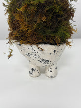 Cargar imagen en el visor de la galería, Kokedama en Base de Cerámica — Mini Escultura Botánica
