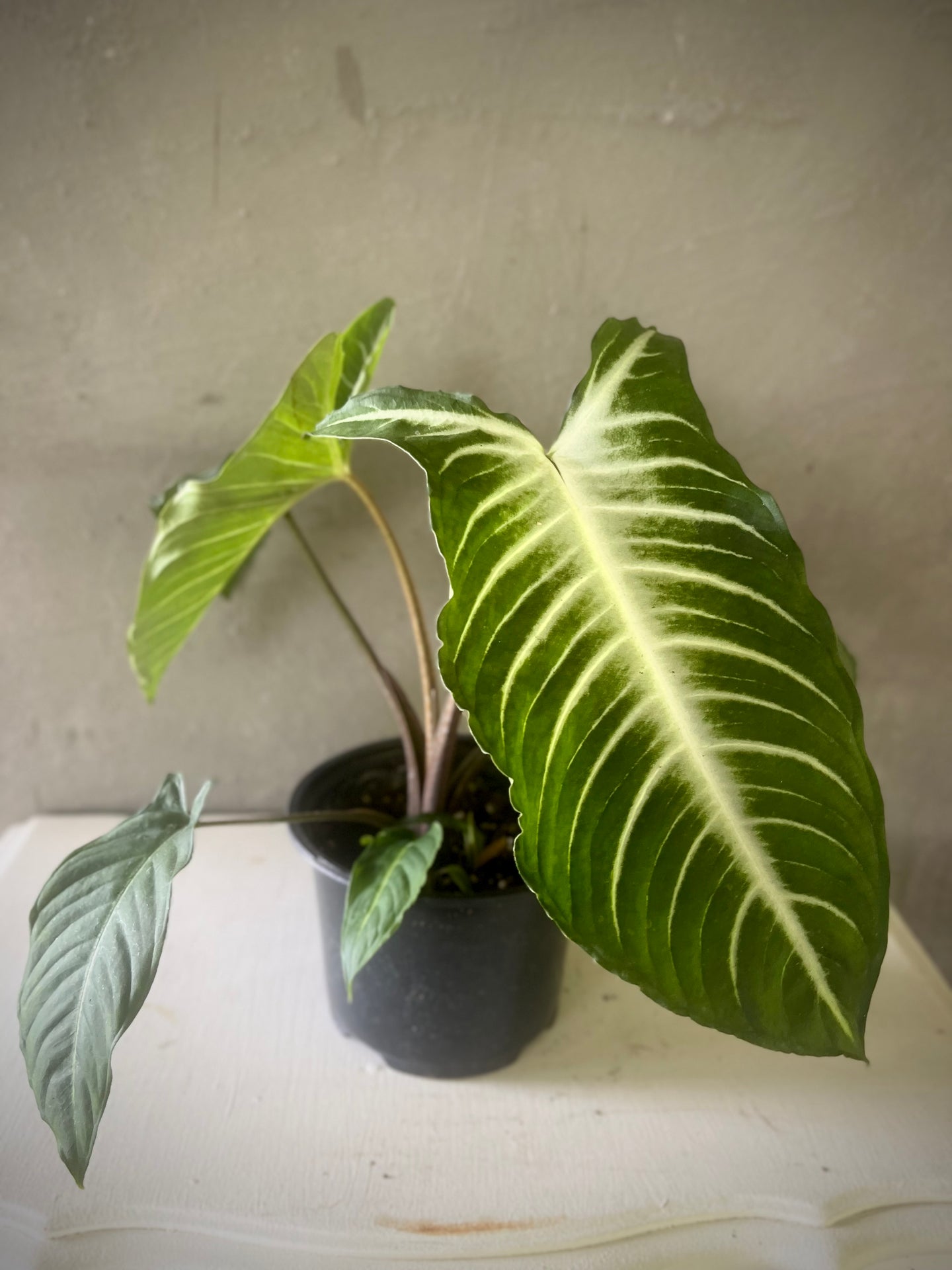Caladium lindenii