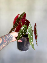 Cargar imagen en el visor de la galería, Begonia Maculata – Polka Dot Begonia (Tiesto 8”)
