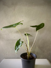 Cargar imagen en el visor de la galería, Alocasia zebrina
