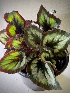 Begonia Rex