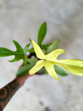 Cargar imagen en el visor de la galería, Philodendron Florida Ghost – Coleccionable (Tiesto 6”)
