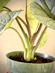 Alocasia baginda ‘Silver Dragon’
