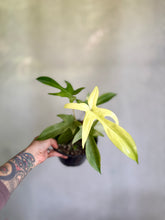 Cargar imagen en el visor de la galería, Philodendron Florida Ghost – Coleccionable (Tiesto 6”)
