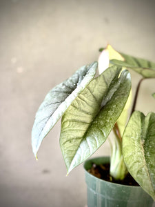 Alocasia baginda ‘Silver Dragon’
